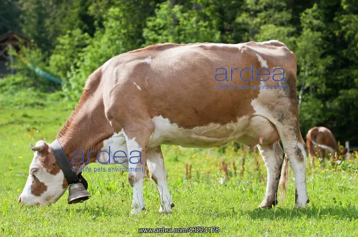 : Jungfrau Region, Switzerland. Cow and cowbell : Jungfrau Region, Switzerland. Cow and cowbell