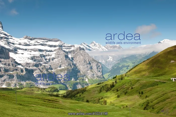 : Jungfrau Region, Switzerland. Grindelwald : Jungfrau Region, Switzerland. Grindelwald