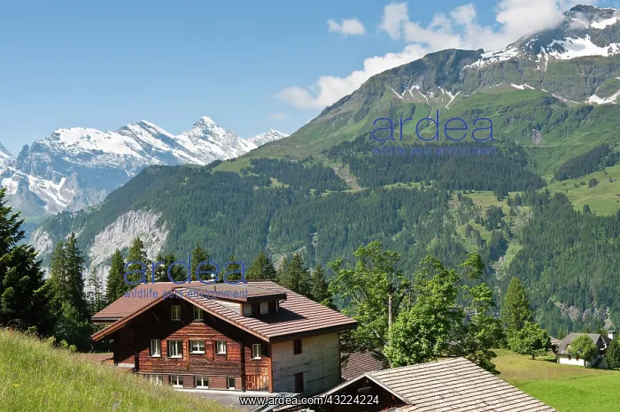  : Jungfrau Region, Switzerland. Grindelwald