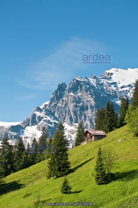 : Jungfrau Region, Switzerland. Jungfrau massif : Jungfrau Region, Switzerland. Jungfrau massif
