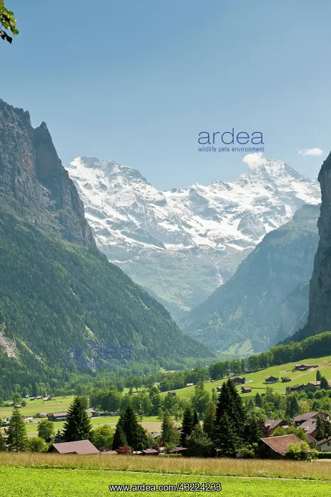 : Jungfrau Region, Switzerland. Jungfrau massif : Jungfrau Region, Switzerland. Jungfrau massif