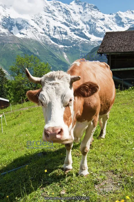 : Jungfrau Region, Switzerland. Jungfrau massif : Jungfrau Region, Switzerland. Jungfrau massif