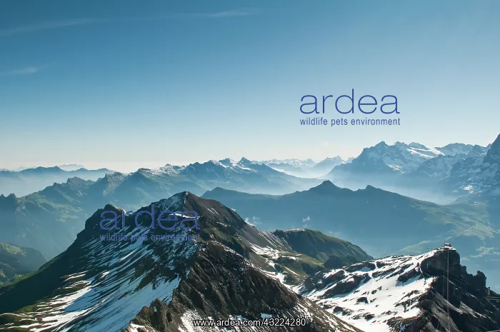 : Jungfrau Region, Switzerland. Jungfrau massif : Jungfrau Region, Switzerland. Jungfrau massif