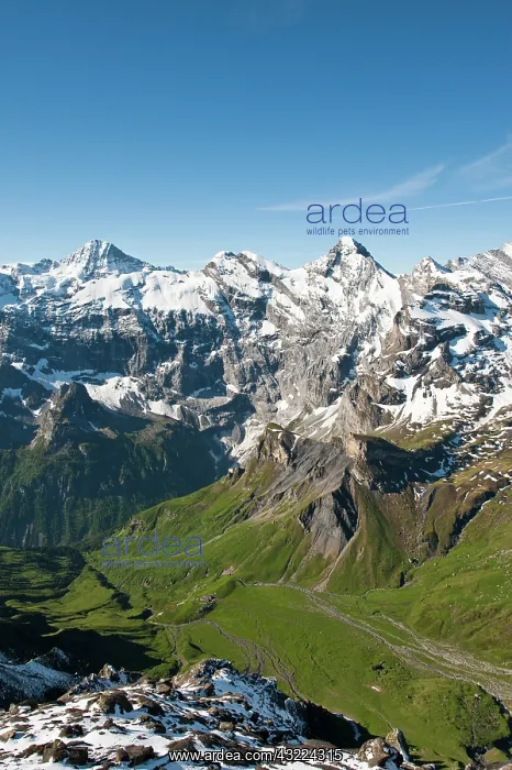 : Jungfrau Region, Switzerland. Jungfrau massif : Jungfrau Region, Switzerland. Jungfrau massif