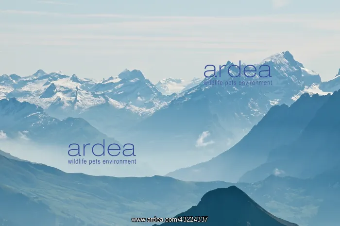 : Jungfrau Region, Switzerland. Jungfrau massif : Jungfrau Region, Switzerland. Jungfrau massif