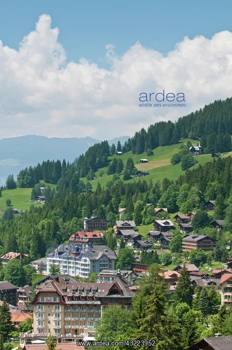 : Jungfrau Region, Switzerland. Wengen in : Jungfrau Region, Switzerland. Wengen in