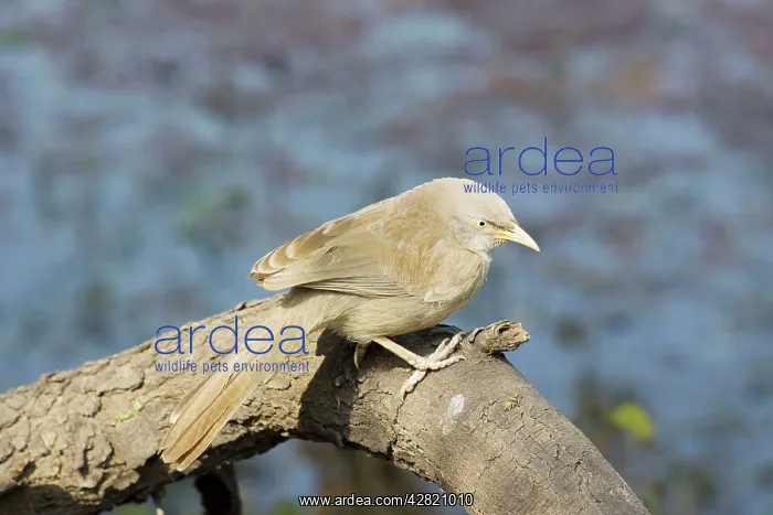  : Jungle Babbler