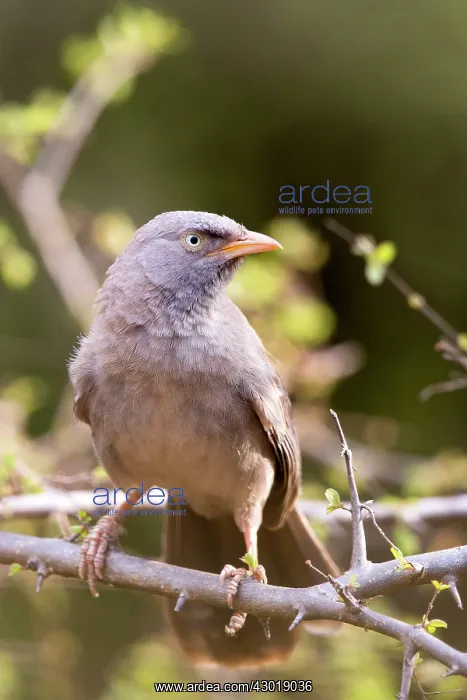  : Jungle Babbler