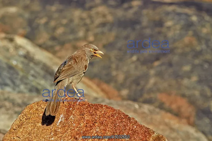  : Jungle Babbler