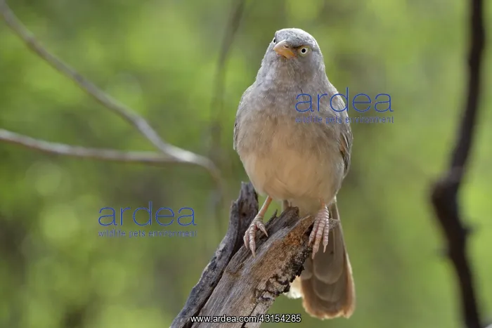 : Jungle Babbler : Jungle Babbler