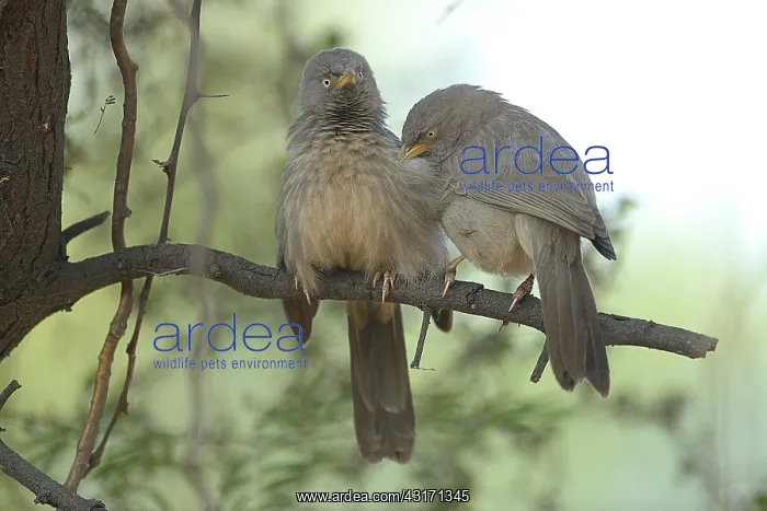 : Jungle Babbler : Jungle Babbler