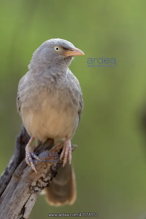 : Jungle Babbler : Jungle Babbler