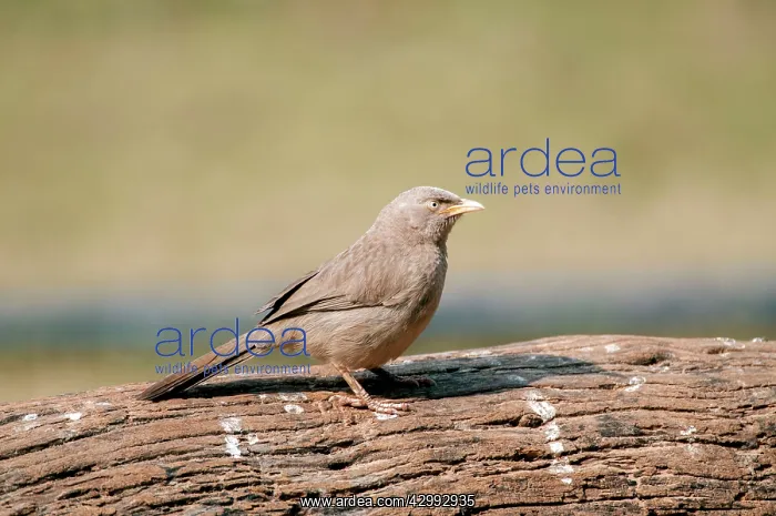 : Jungle Babbler - standing on log : Jungle Babbler - standing on log