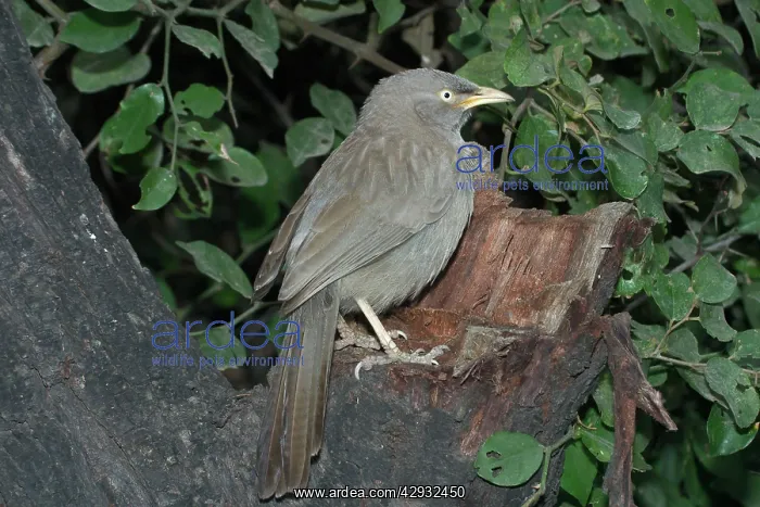 : Jungle Babbler - On tree stump : Jungle Babbler - On tree stump