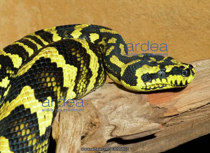 : Jungle Carpet Python : Jungle Carpet Python
