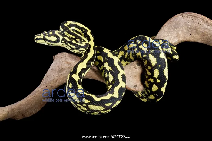: Jungle Carpet Python - Cheynei sub-species : Jungle Carpet Python - Cheynei sub-species