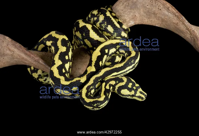 : Jungle Carpet Python - Cheynei sub-species : Jungle Carpet Python - Cheynei sub-species