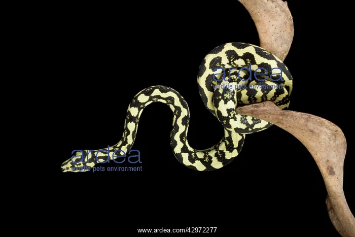 : Jungle Carpet Python - Cheynei sub-species : Jungle Carpet Python - Cheynei sub-species