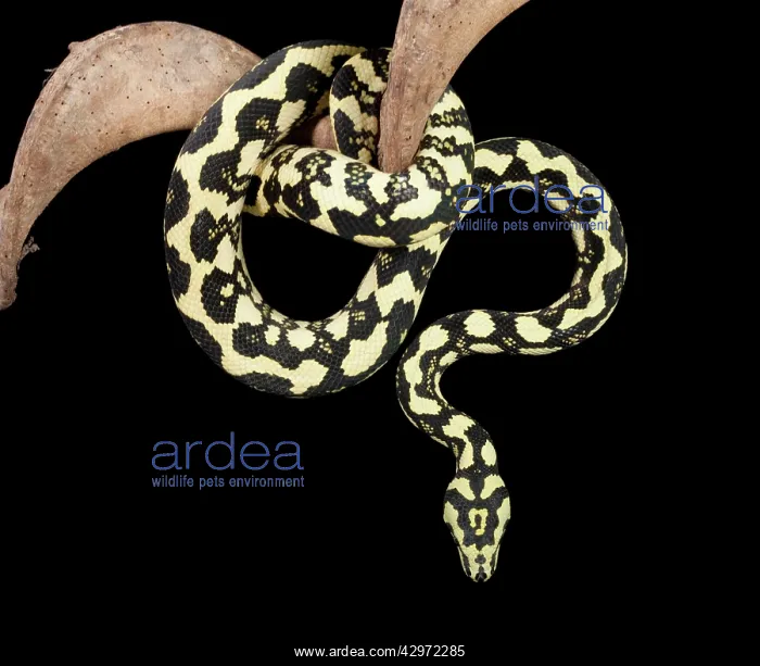 : Jungle Carpet Python - Cheynei sub-species : Jungle Carpet Python - Cheynei sub-species