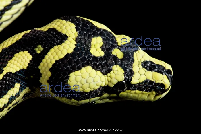 : Jungle Carpet Python - head : Jungle Carpet Python - head