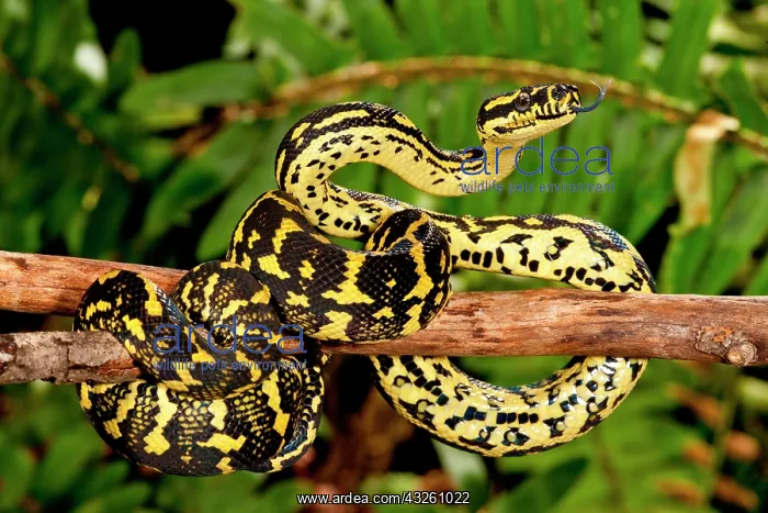 : Jungle Carpet Python, Morelia spilotes variegata : Jungle Carpet Python, Morelia spilotes variegata