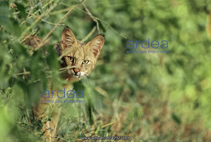 : Jungle cat : Jungle cat