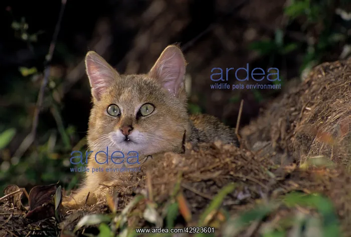 : Jungle cat : Jungle cat