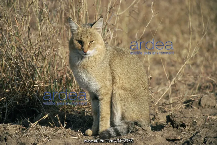 : Jungle Cat : Jungle Cat