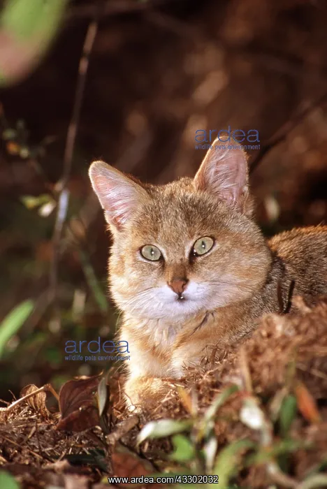  : JUNGLE CAT - Juvenile, close-up of head
