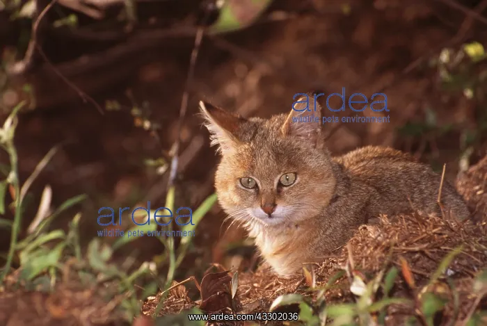 : JUNGLE CAT - juvenile resting : JUNGLE CAT - juvenile resting