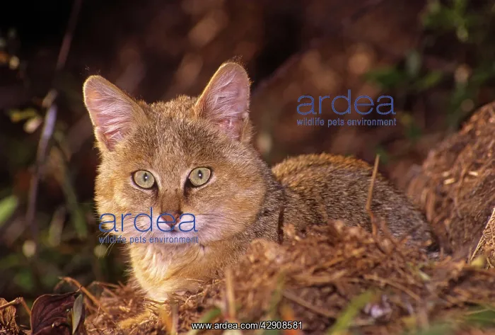 : Jungle Cat - Young : Jungle Cat - Young