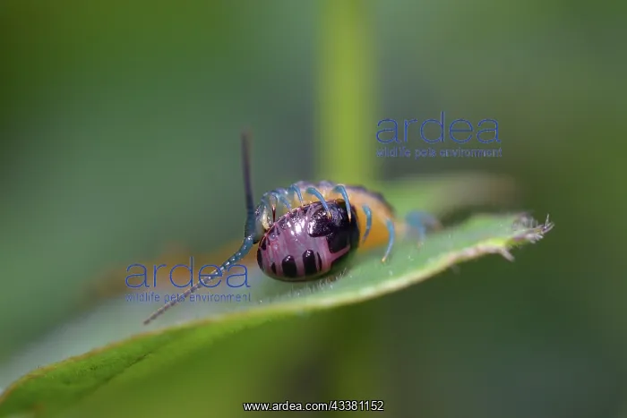 : Jungle Centipede with prey : Jungle Centipede with prey