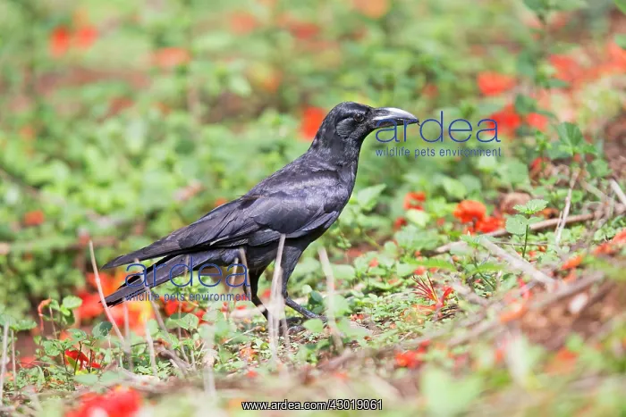 : Jungle Crow : Jungle Crow