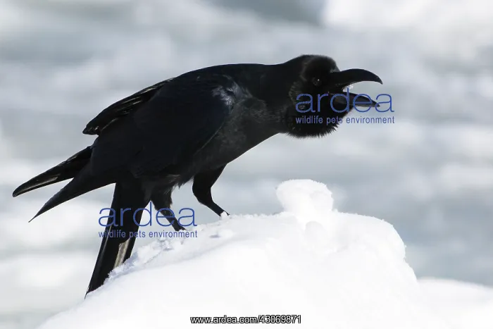  : Jungle Crow