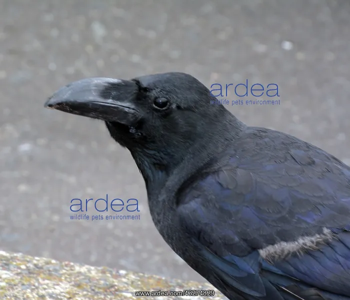  : Jungle Crow, Japan