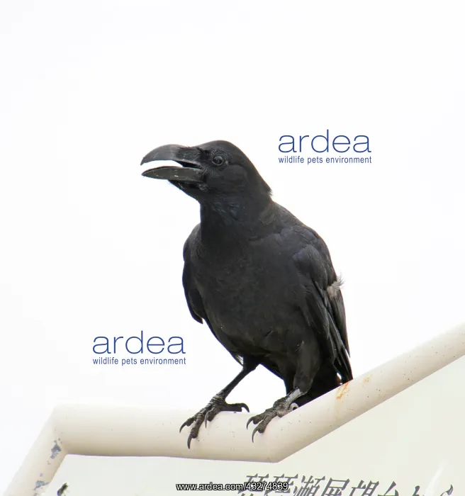  : Jungle Crow, Japan