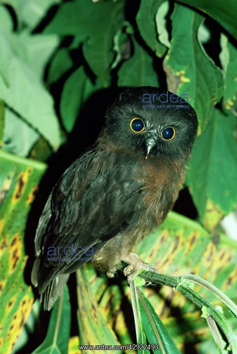  : Jungle-Hawk OWL