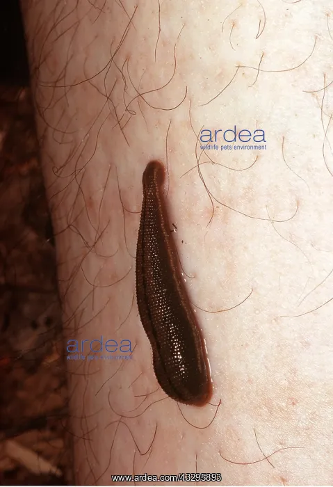 : JUNGLE LEECH BITING HUMAN LEG : JUNGLE LEECH BITING HUMAN LEG