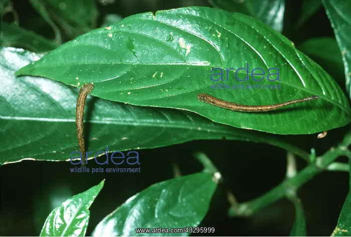 : JUNGLE LEECHES : JUNGLE LEECHES