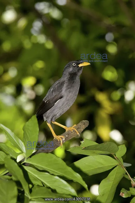 : Jungle Myna : Jungle Myna