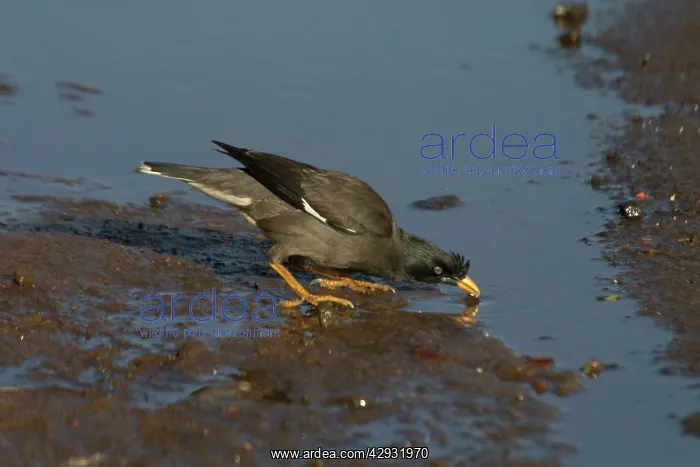 : Jungle Myna - Drinking : Jungle Myna - Drinking