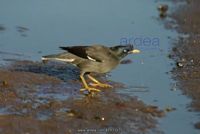 : Jungle Myna - Drinking : Jungle Myna - Drinking