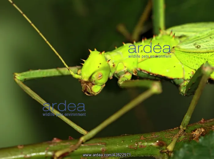 : Jungle Nymph - close up : Jungle Nymph - close up