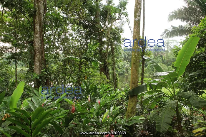 : Jungle on the Rio Indio, San Juan de Nicaragua or : Jungle on the Rio Indio, San Juan de Nicaragua or
