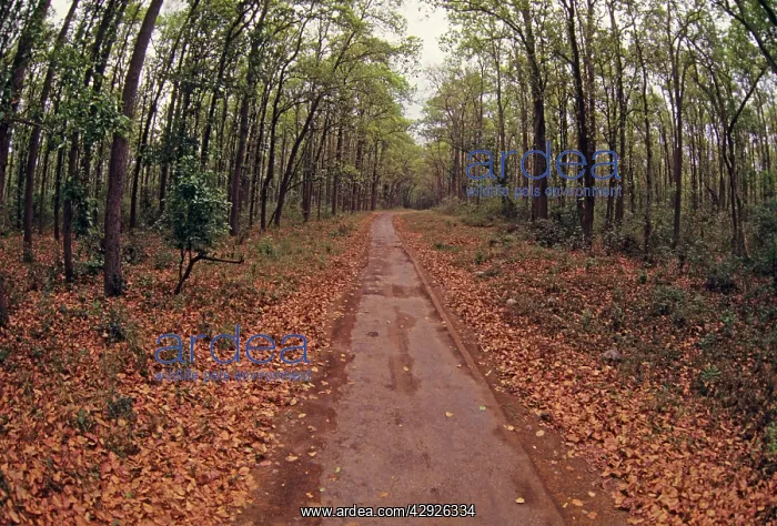  : Jungle road going thru Sal forest