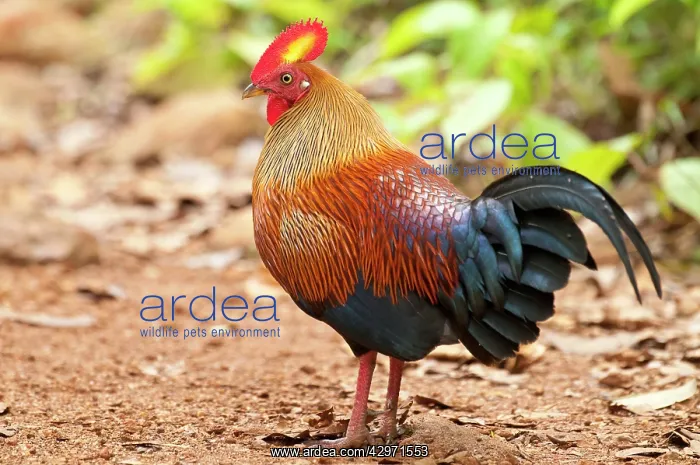 : Junglefowl - male standing on jungle path : Junglefowl - male standing on jungle path