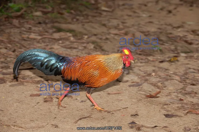 : Junglefowl - male walking on jungle path : Junglefowl - male walking on jungle path