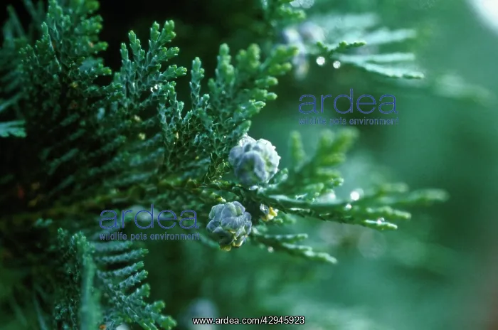 : Juniper, Chinese juniper, Juniperus chinesis : Juniper, Chinese juniper, Juniperus chinesis