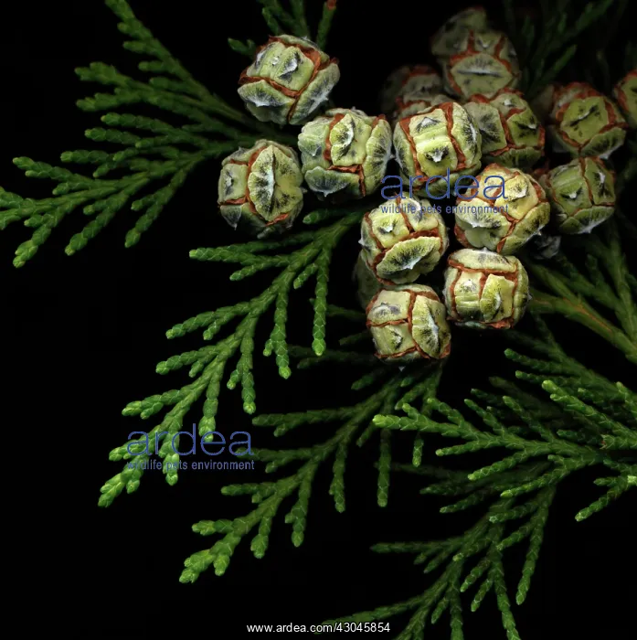 : Juniper, Juniperus communis : Juniper, Juniperus communis