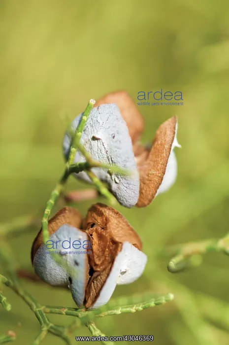 : Juniper, Juniperus communis : Juniper, Juniperus communis